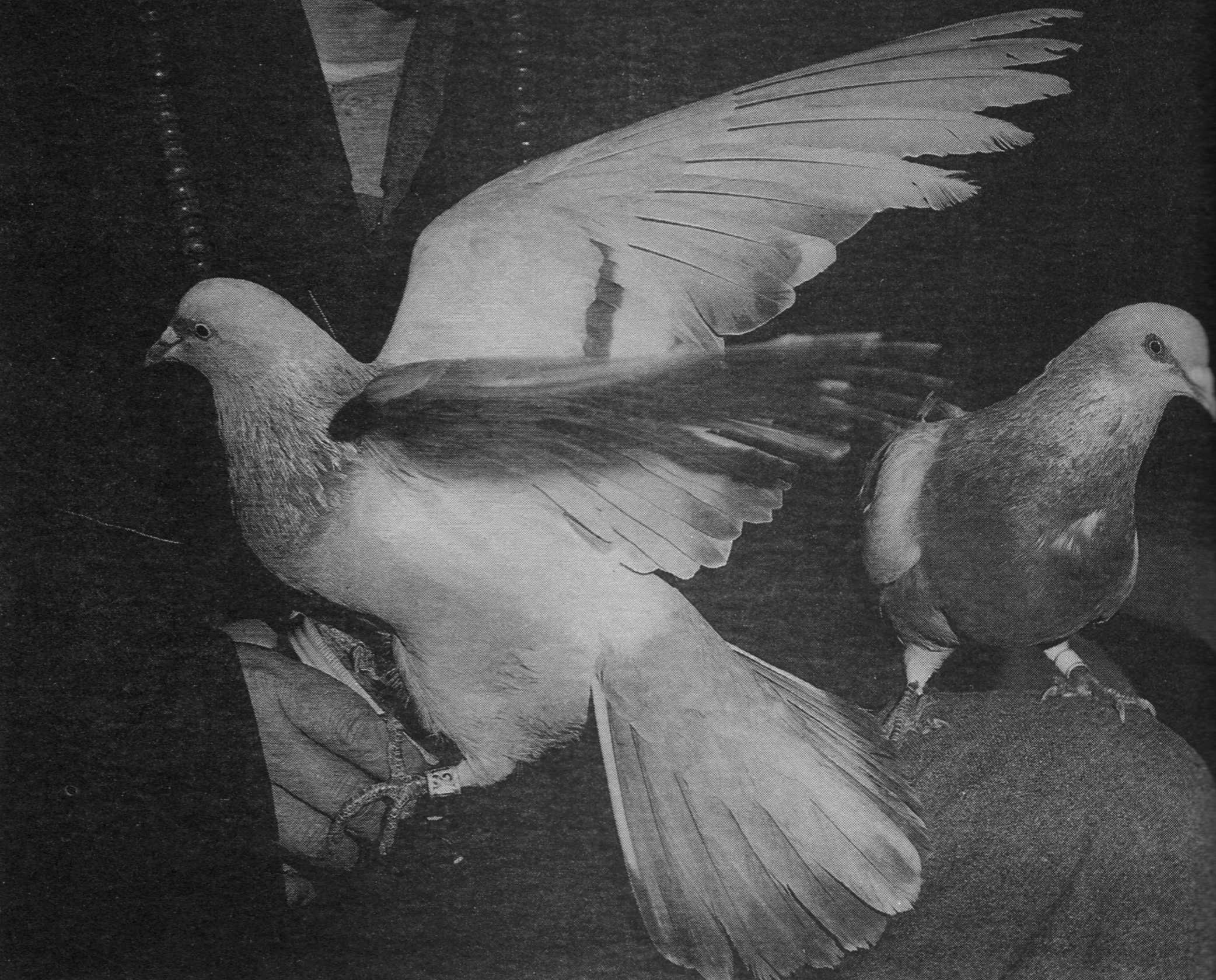 ŤƦѩM|lM2 - Ĥۤ YEIn Memory of the Venerable Master Hsuan Huan - Transformation of a Bodhisattva,