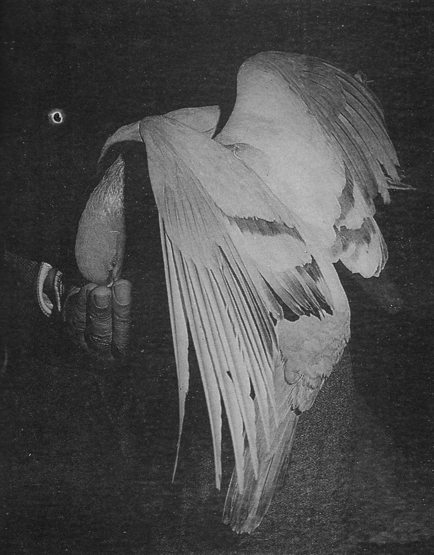 ŤƦѩM|lM2 - Ĥۤ YEIn Memory of the Venerable Master Hsuan Huan - Transformation of a Bodhisattva,